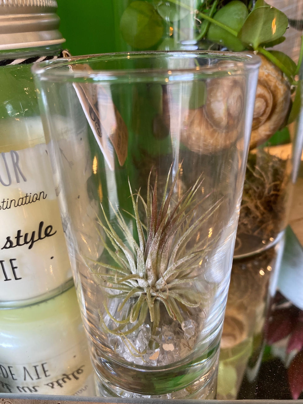 Miniature : Tillandsia ou «  Fille de l’air »