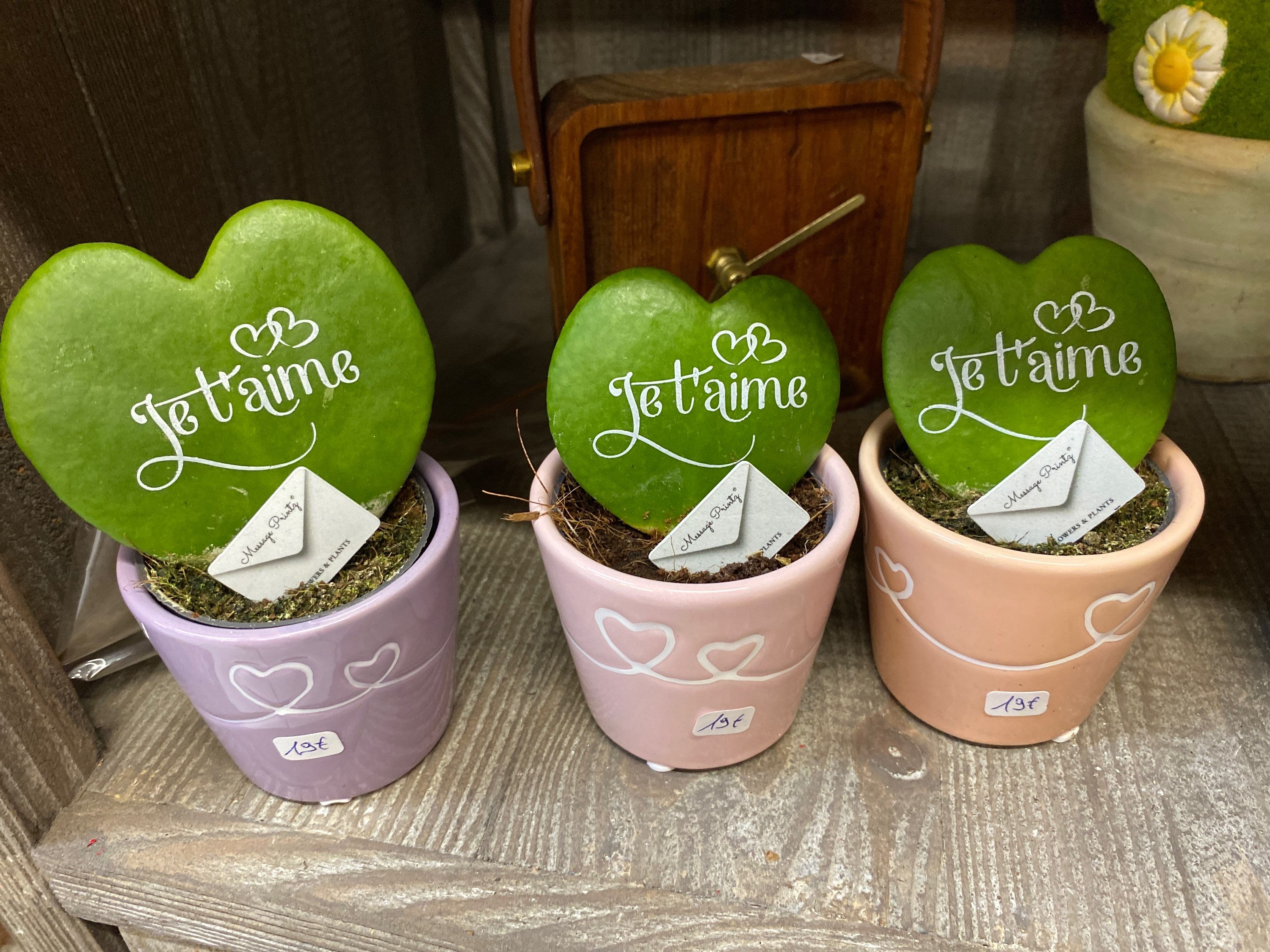 Hoya Kerii ou plante cœur ❤️ en petit pot céramique 