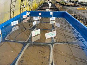 CCCC Member Capstone Blog-An Innovative Approach to SAV Restoration