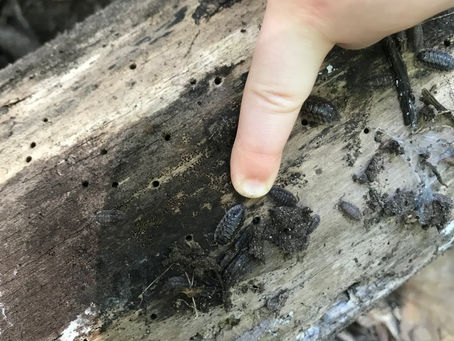 We found Woody the Woodlouse in The Hideaway!
