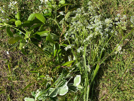 Week 6: VE Day celebrations 2020, the natural way!