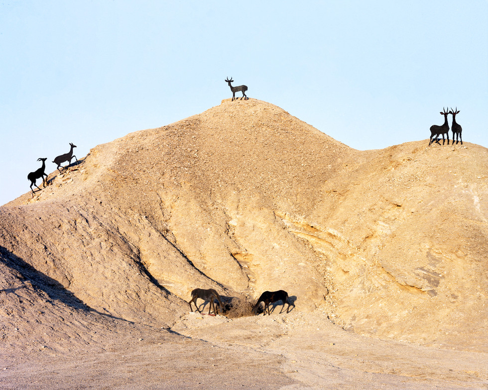 Grazing, Highway 90, The Arava (Outback), 2017
