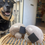 Miniature : LAMBWOLF - Champignon de fouille