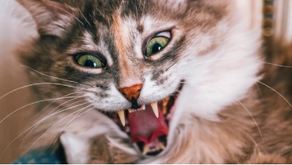 ¿Tu gato es un psicópata? Probablemente, dicen los investigadores