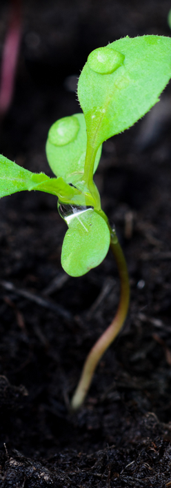 Biosolids - fertilizer 