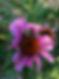 unnamed (11).jpg