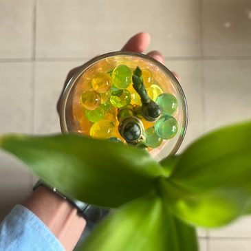 Pelatihan Hidroponik