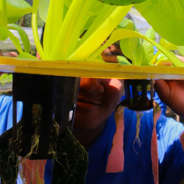 Pelatihan Hidroponik