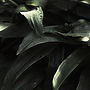 close-up-tropical-grass-blades.jpg