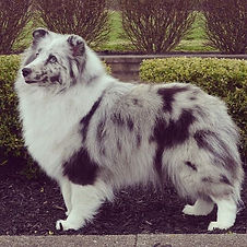 🐾🐾 #showdog #fluffy #sheltie #shetland