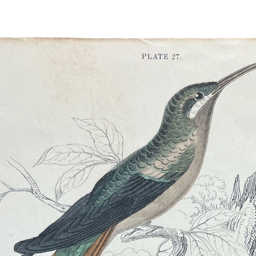 Thumbnail: William Lizars (1788-1859): Plate 27, Supercilious Humming Bird, 1833