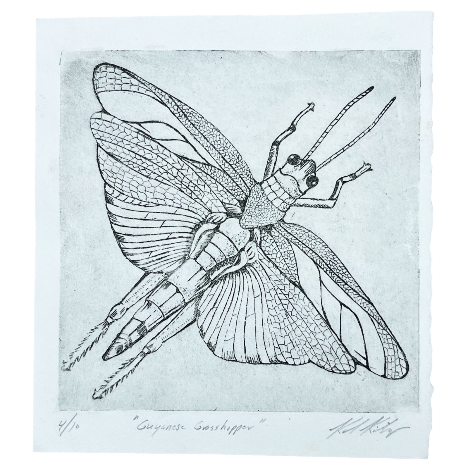 Unknown Artist: Guyanese Grasshopper, Ltd Ed 4/20 (Signed) (7.25” x 6.5”)
