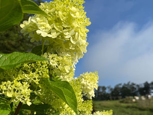 A Summer Update from the Farm