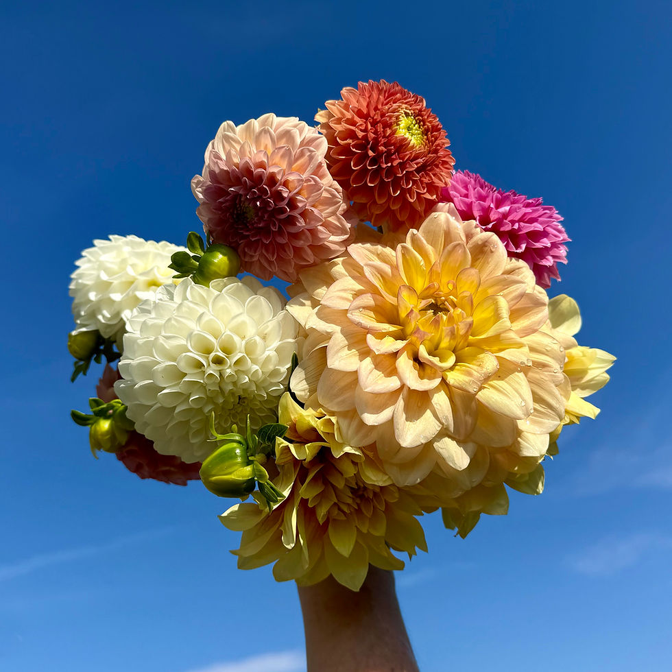 Still Blooming, Even on Break