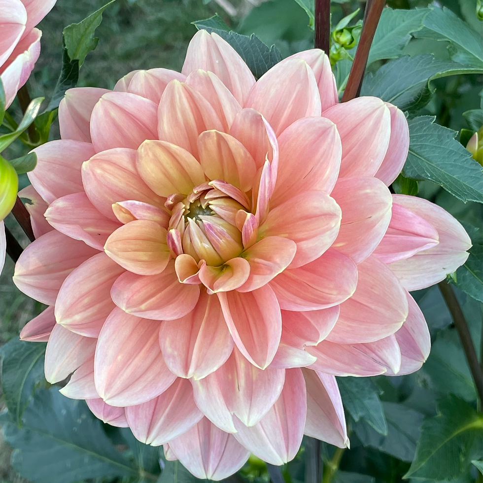 Thumbnail: Dahlia Bunch