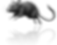 Maus freigestellt 3a schwarz-weiss_2x.png
