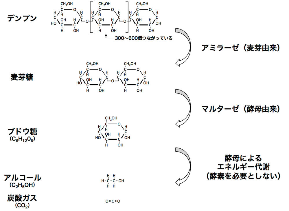 ビールについて学ぼう 第五回 酵母の力は偉大だ ビールについて学ぼう 第五回 酵母の力は偉大だ