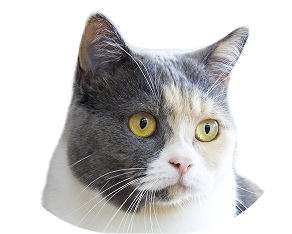 Meow Art Coffee 貓員工 淡奶