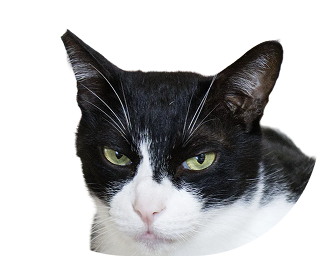 喵公館 Meow Art Coffee 貓員工 呀黑