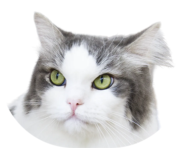 喵公館 Meow Art Coffee 貓員工 棉花糖