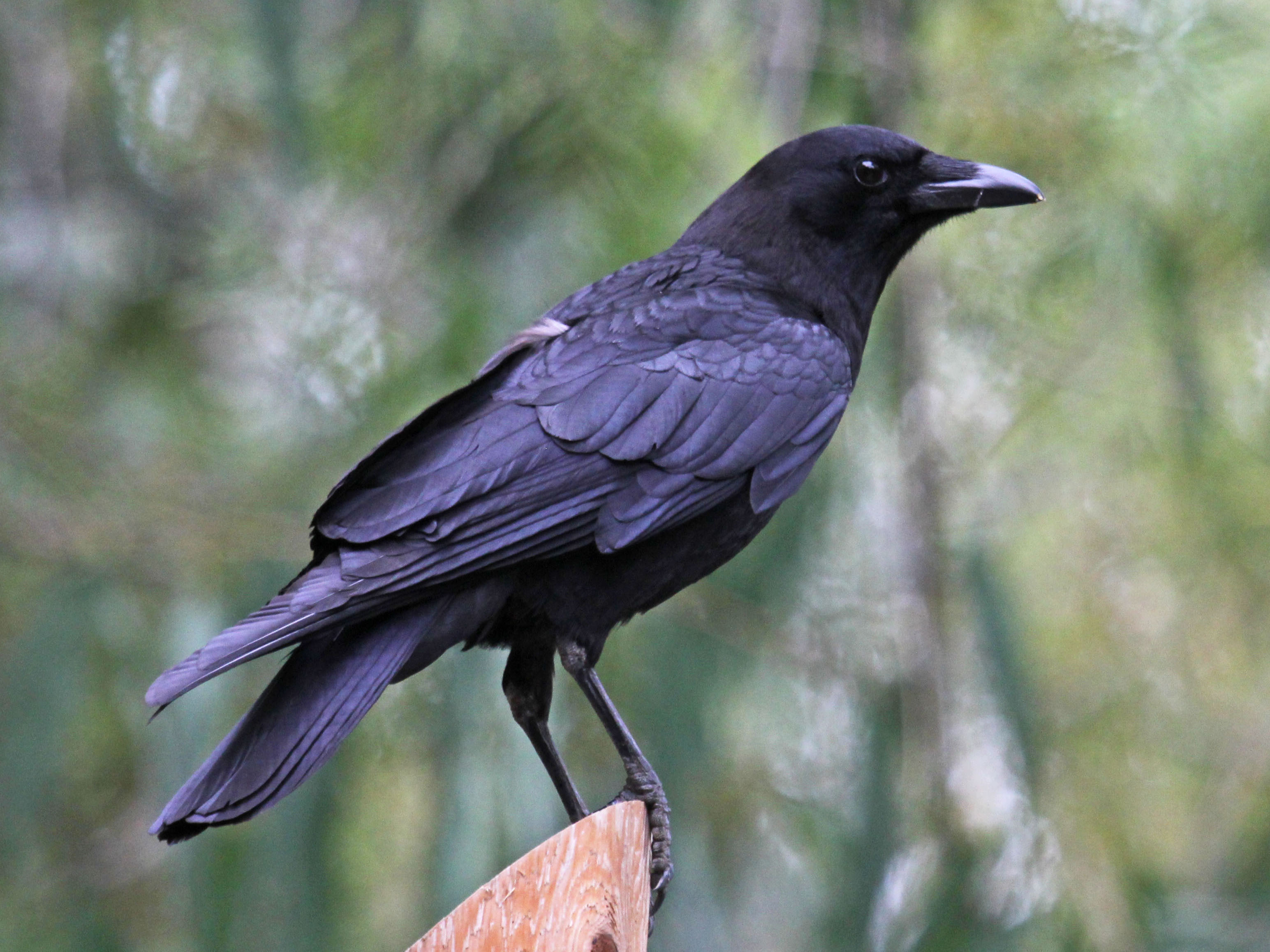 American_Crow_SanDiego_RWD