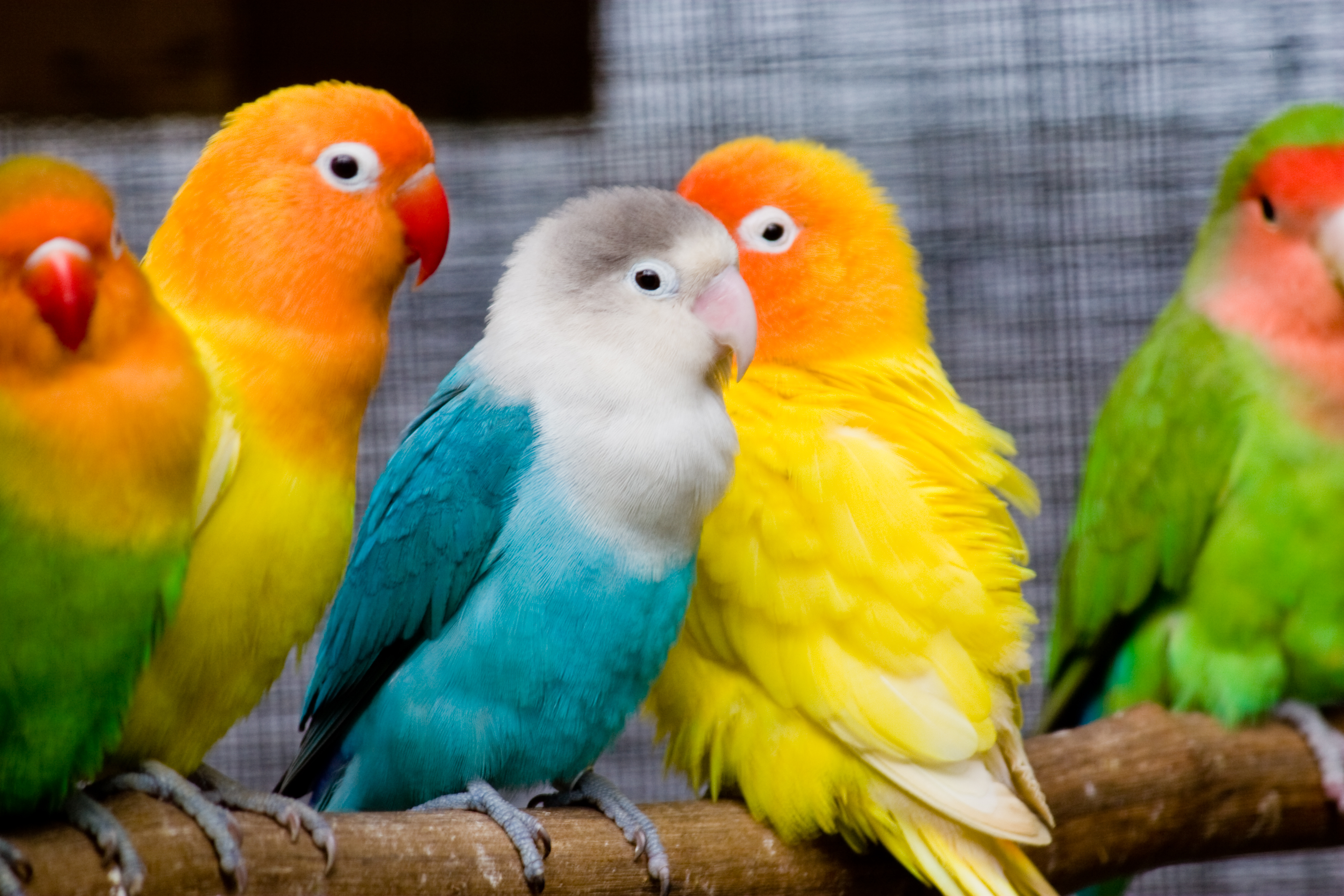 Lovebirds_on_a_perch-8b