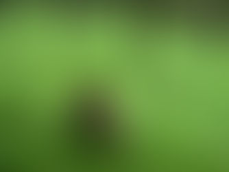 Japonya'da belediyeler, acil durumlarda vahşi hayvanların vurulmasına izin verebilecek