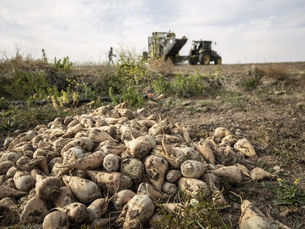 Pancar Üreticilerine 2,5 Milyar Liralık Avans Ödemesi