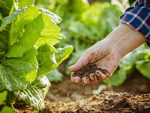 Gönüllü gençlerden Türkiye'nin tarımsal üretimine destek