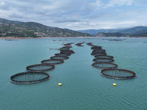 Almus'tan 29 Ülkeye Balık İhraç Ediliyor