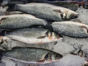 Su Ürünleri İhracatında Rekor