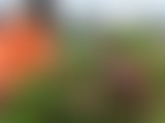 Türkiye'den Çiçek İhracatı: 141 Milyon Dolarlık Başarılı Bir Yıl