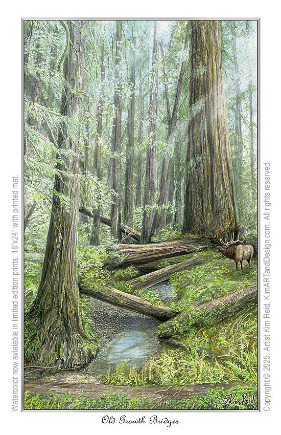 Old Growth Bridges