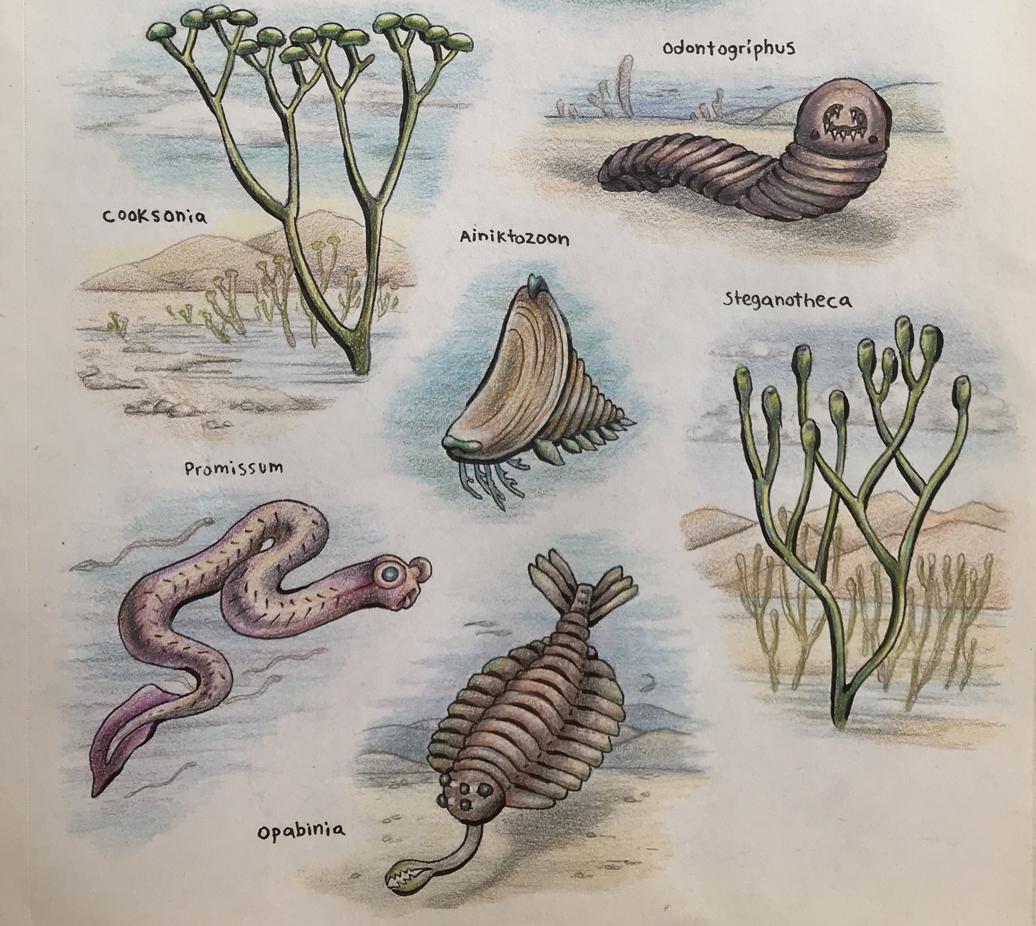 Cambrian illustrations