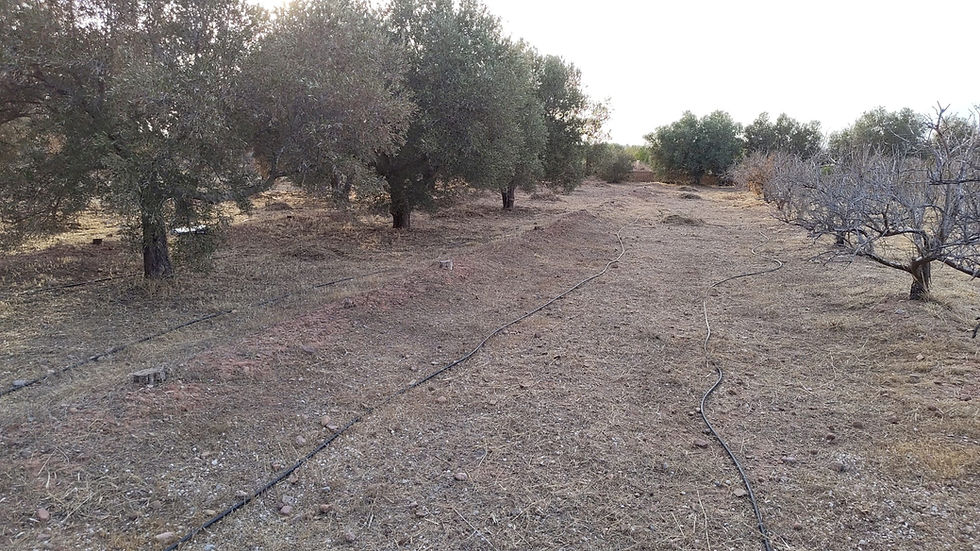 Limpieza y desbroce de terreno con vegetación en Camp del Túria