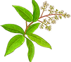 Mango3.png