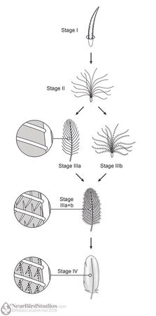 Diagram of five stages of feather evolution and development, from a single barb to a complex branching structure.