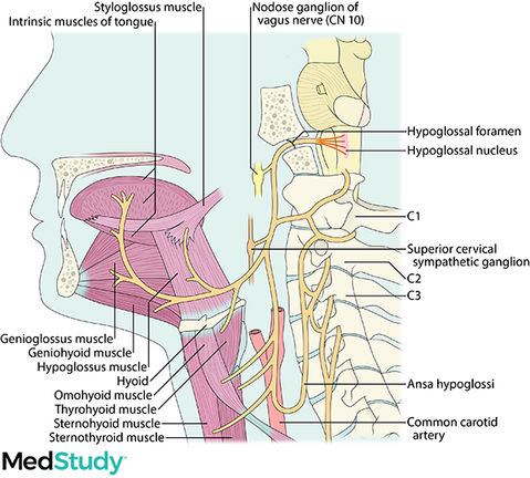 Cross section of the lower head and upper neck showing the hypoglossal nerve's origin in the brainstem and the areas it innervates.