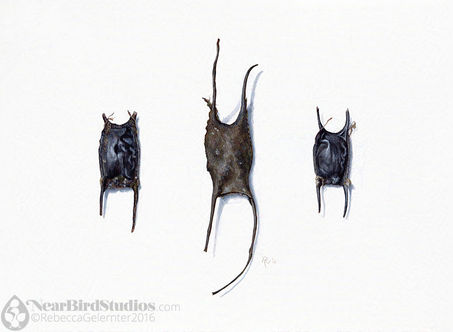 Just some skate egg cases from above