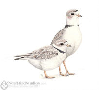 Two round birds looking right.