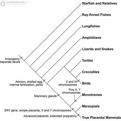 Line drawing of a phylogenetic tree with emphasis on reproductive evolutionary developments in the mammal line.