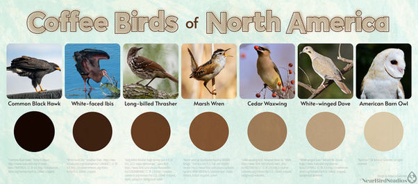Graphic titled "Coffee Birds of North America", with seven birds and corresponding coffee colors going dark to light, left to right: Common Black Hawk (very dark brown/black coffee), White-faced Ibis, Long-billed Thrasher, Marsh Wren, Cedar Waxwing, White-winged Dove, and Barn Owl. Sources for photos are in post text. The background is a lightly-textured pale aqua.