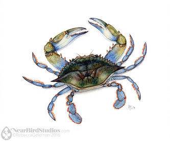 A blue crab from above