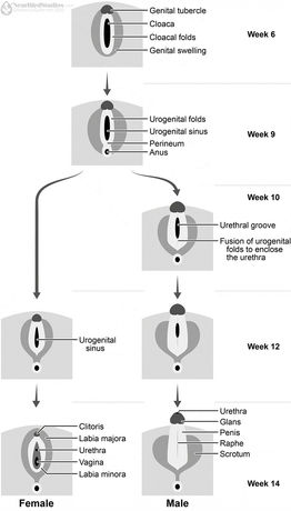 Greyscale vector figure depicting the described processes. Starting at week 6 with a cloaca and genital tubercle, the female and male structures differentiate by week 10, and by week 14 the major structures have been formed: for females, the clitoris, labiae, urethra, and vagina, and for males, the urethra, glans, penis, and scrotum.