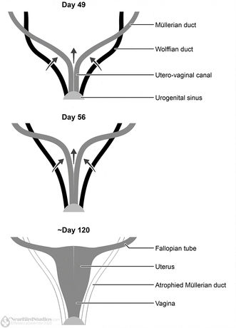 Greyscale vector figure depicting the described process. At day 46, the Mullerian ducts are still distinct, but have started to fuse together from the bottom to form the utero-vaginal canal. By day 56, they've fused together for about a third of their visible length. Around day 120, they've largely finished fusing and have developed into (from the top) the Fallopian tubes, uterus, and vagina.