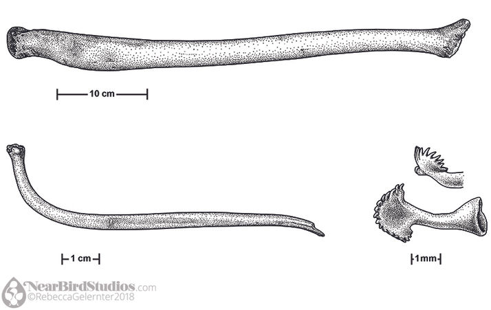 Stipple illustrations of three bacula and corresponding scale bars. The walrus baculum is enormous at about 50 cm long, the raccoon is about 8 cm, and the squirrel is .4 cm.