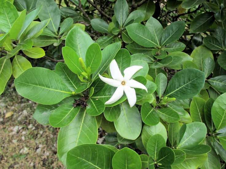 Monoi Oil of the Tahitian Tiare flower