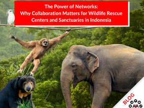 The Power of Networks: Why Collaboration Matters for Wildlife Rescue Centers and Sanctuaries in Indonesia