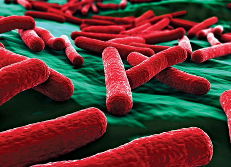 Love, Like Bacteria, Is Eternal