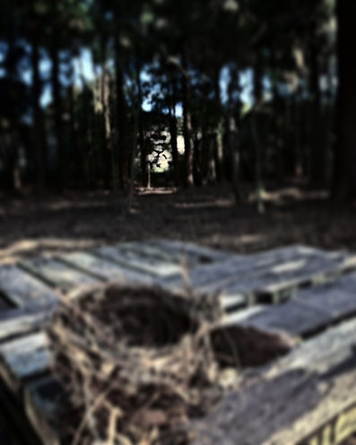 thecountry森林